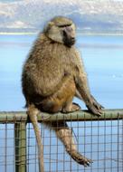 monkey on a metal fence near the water