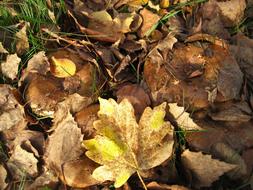 Bare Kremplinge Fall Foliage