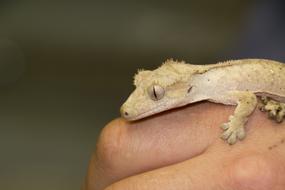 light lizard on hand