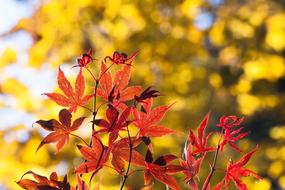 Maple Autumn Leaf