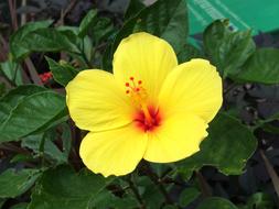 Flower Yellow Garden