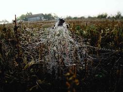 Web Field Autumn