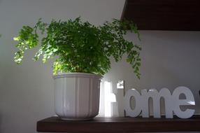 "Home" sign near the green plant in the white pot