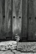 Door Plant Stone
