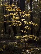 Wood Dark Sunbeam