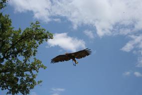 soaring tagged eagle