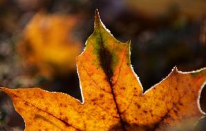 Frost Natural Leaves