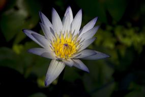 Flower Lotus Light