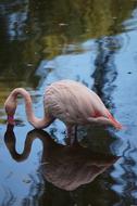 pink Flamingo feeding in water at dusk