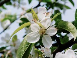 Apple Tree Blossom