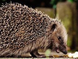 young Hedgehog eating peanuts from ground