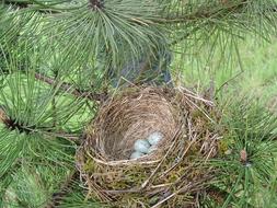 BirdS Nest Egg in Nature