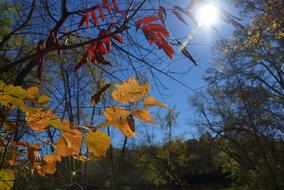 Fall Autumn Nature