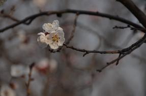 white little flower on a tree