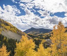 Fall Leaves tree on Mountains in Colorado