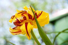 Yellow Flowers Plant in Nature