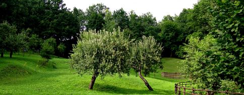 Green trees in the garden landscape view