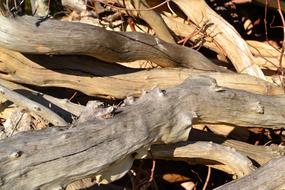 old wooden logs in the forest