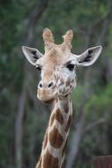head of Giraffe at blurred background