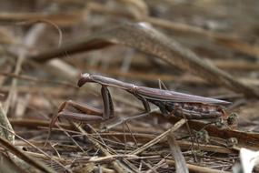 gray mantis on dry grass close-up