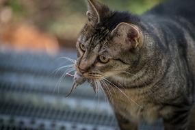 wonderful Cat Mouse Animal