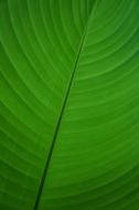 Leaf Green Banana