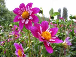 Dahlia Flower Plant