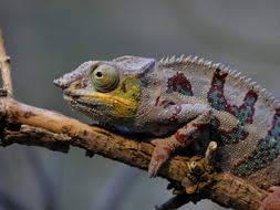 chameleon on the branch close-up on blurred background