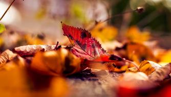 Autumn Fall Leaves