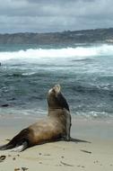 Sea Lion at Beach Coast