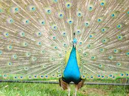 blue peacock with a beautiful tail in the zoo