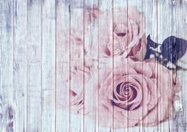 painted roses on a white wooden wall