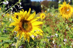Sunflower Field Yellow