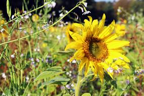 Sunflower Field Yellow