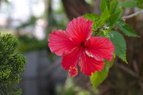 Flower Petal Nature Red