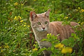 Cat Mieze Breed