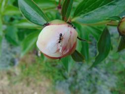 Ants Flower Plant