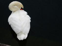stunningly beautiful Swan Bird