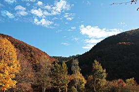 Landscape Trees Autumn