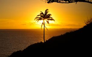 palm tree sun ocean