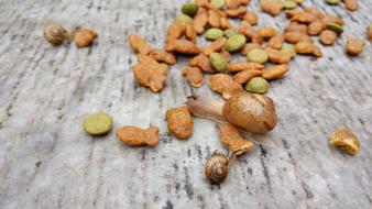 Animal Snails and snacks