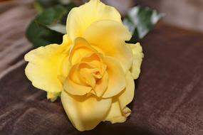 Yellow Rose Flower