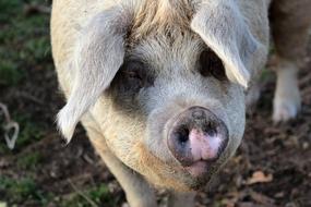 Portrait of the cute and colorful pig on the farm