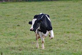 black white cow on pasture