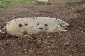 Pig Pork on Farm