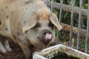 big pig in a pen on a farm