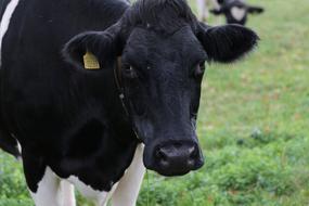 black and white milk cow head close up