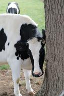 spotted cow stands by the tree