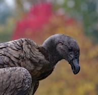 predatory condor cub