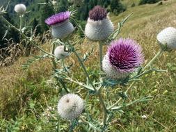 Thistle Flower Bloom Milk